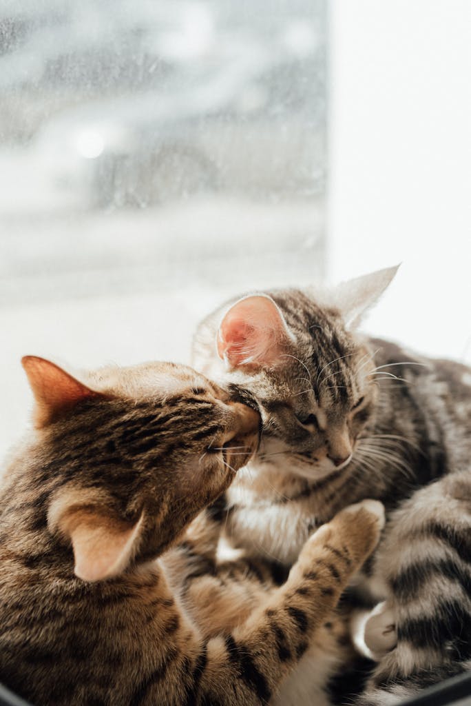 Two tabby cats cuddling near a sunlit window, showcasing affection and tranquility.